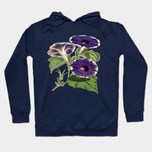 Ipomoea Limbata Morning Glories Floral Vector Art Hoodie